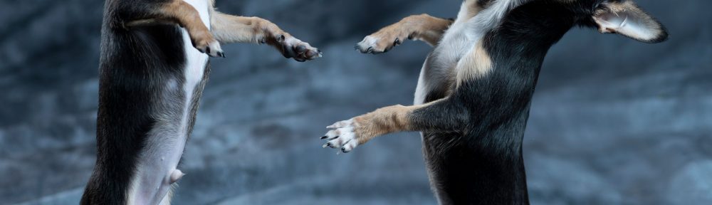 Elinchrom ELC500 TTL studio flash