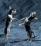 Double exposure tricks with the Elinchrom ELB 500 and a small dog
