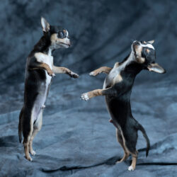 Double exposure tricks with the Elinchrom ELB 500 and a small dog