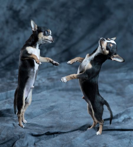 Double exposure tricks with the Elinchrom ELB 500 and a small dog