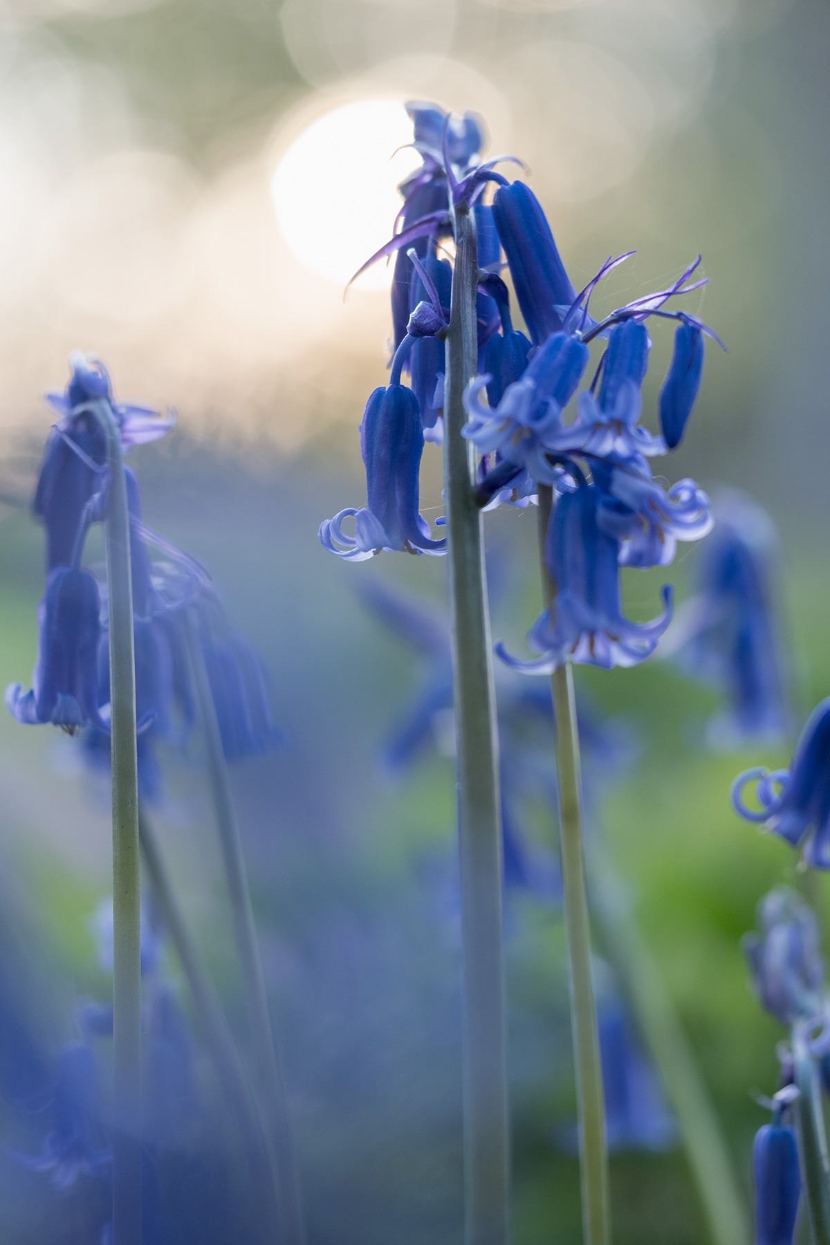 A picture of bluebells, where the foreground, burred subject imparts an impressionistic glow.