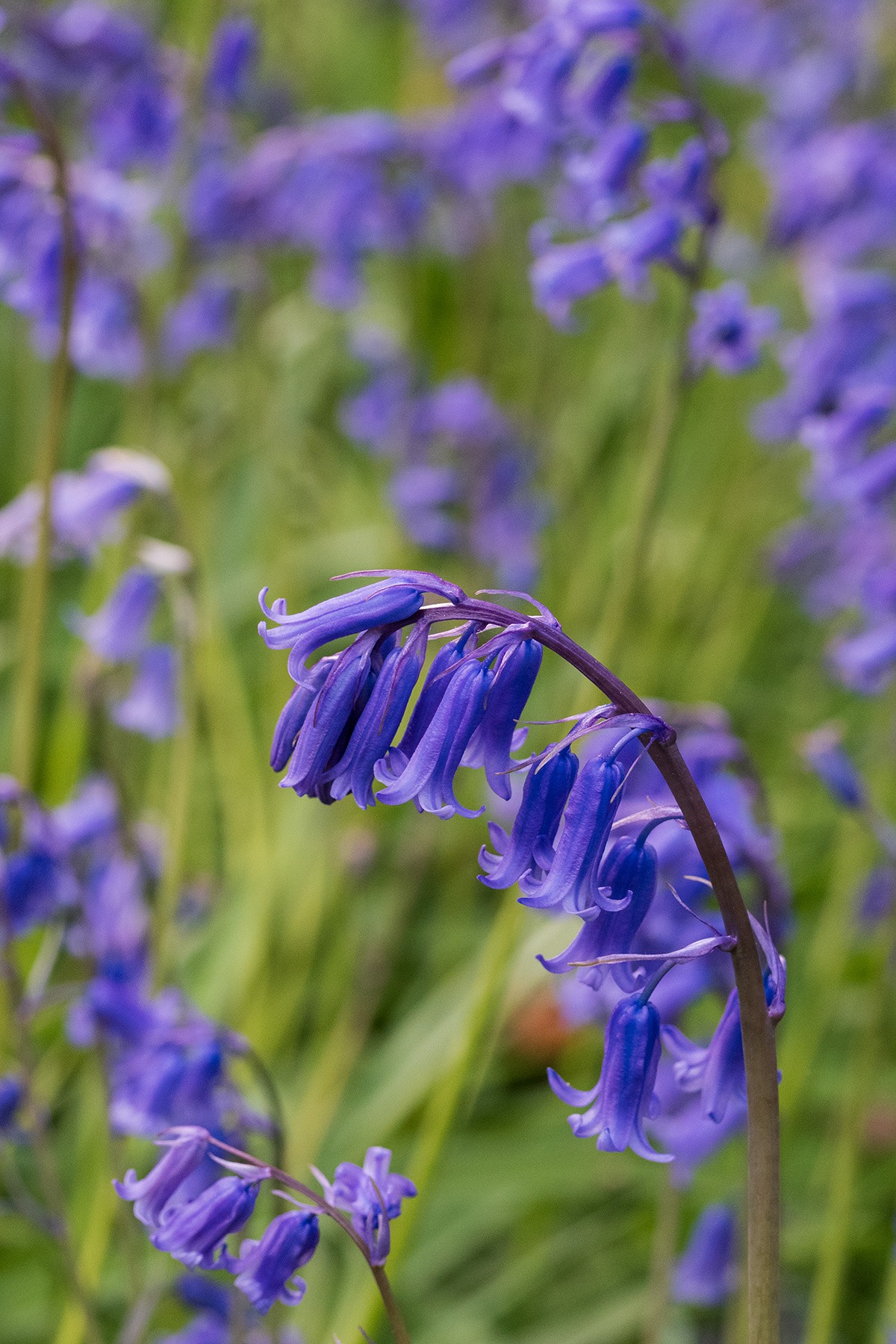 A crisp frame-filling bluebell shows strong differentiation in plane of focus in the foreground as well as the background, even at f/10.